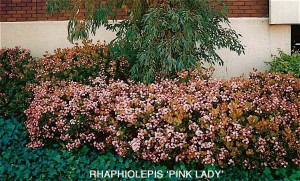 Rhaphiolepis 'Pink Lady'